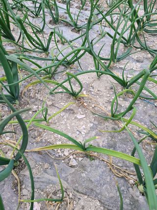 핵손팜님의 양파 · 병해충상담 작성글 사진