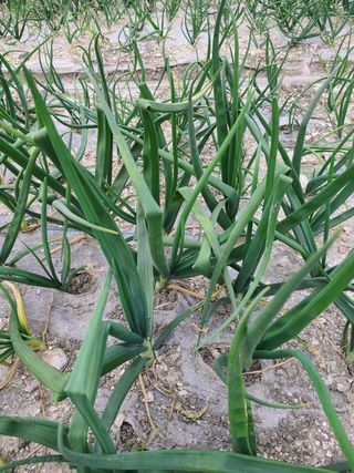 핵손팜님의 양파 · 병해충상담 작성글 사진