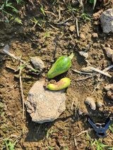 팜모닝 호박·병해충상담 게시글 이미지