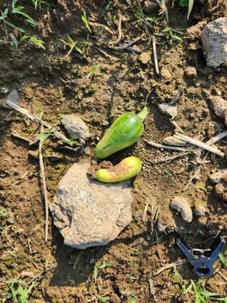 귀요미맘님의 호박 · 병해충상담 작성글 사진