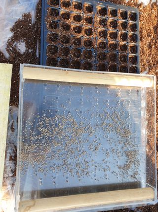 심기정님의 들깨 · 자유게시판 작성글 사진