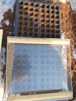 심기정님의 들깨 · 자유게시판 작성글 사진