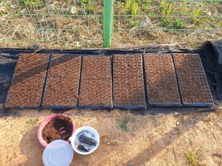 심기정님의 들깨 · 자유게시판 작성글 사진