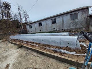 금강석님의 고추 · 병해충상담 작성글 사진