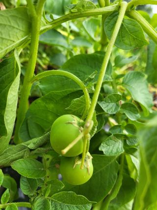 영원농장*청무화과*님의 자유주제 · 자유게시판 작성글 사진