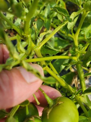 영원농장*청무화과*님의 자유주제 · 자유게시판 작성글 사진