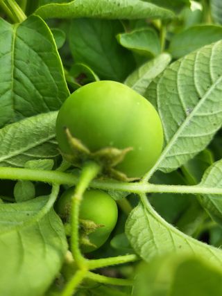 영원농장*청무화과*님의 자유주제 · 자유게시판 작성글 사진