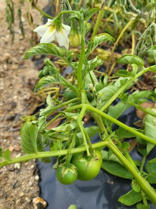영원농장*청무화과*님의 자유주제 · 자유게시판 작성글 사진