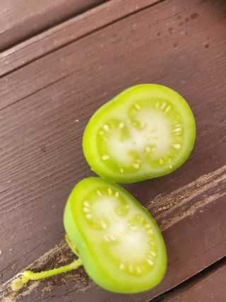 영원농장*청무화과*님의 자유주제 · 자유게시판 작성글 사진