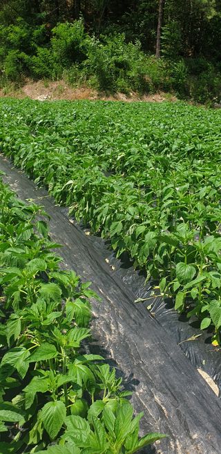 영숙님의 참깨 · 병해충상담 작성글 사진