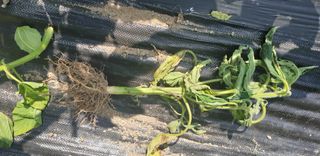 영숙님의 참깨 · 병해충상담 작성글 사진