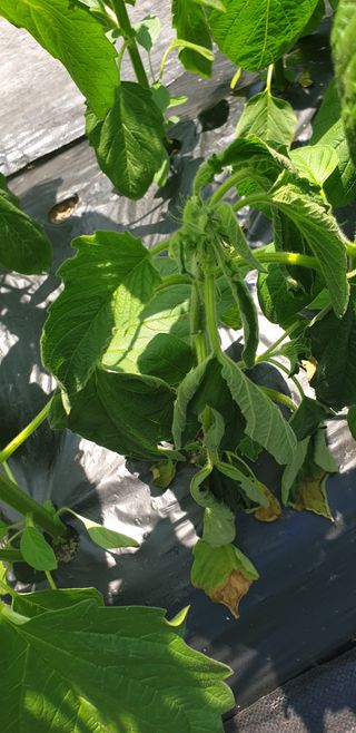 영숙님의 참깨 · 병해충상담 작성글 사진