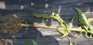 영숙님의 참깨 · 병해충상담 작성글 사진