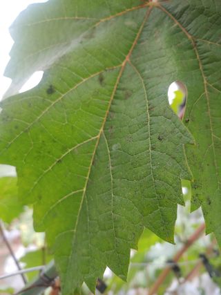 전성란님의 포도 · 자유게시판 작성글 사진