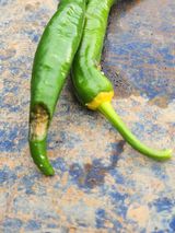 팜모닝 고추·병해충상담 게시글 이미지