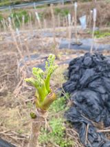 팜모닝 두릅·병해충상담 게시글 이미지