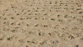 황영출님의 콩 · 영농일지 작성글 사진