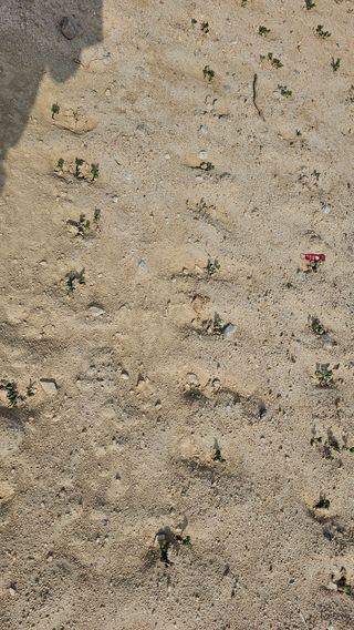 황영출님의 콩 · 영농일지 작성글 사진