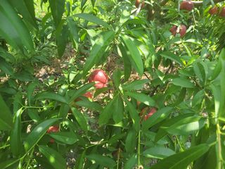 우영옥님의 복숭아 · 자유게시판 작성글 사진