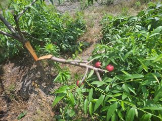 우영옥님의 복숭아 · 자유게시판 작성글 사진