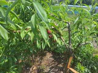 우영옥님의 복숭아 · 자유게시판 작성글 사진