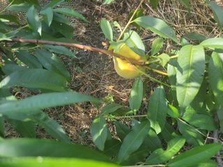 우영옥님의 복숭아 · 자유게시판 작성글 사진