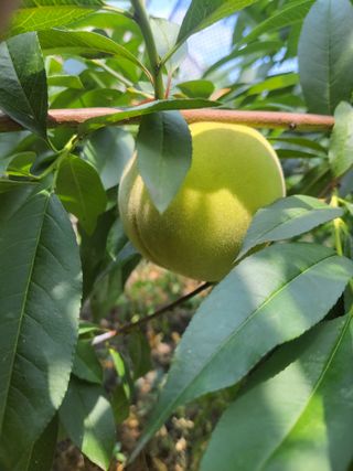 우영옥님의 복숭아 · 자유게시판 작성글 사진