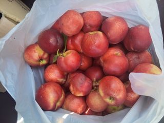 우영옥님의 복숭아 · 자유게시판 작성글 사진