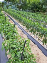 팜모닝 고추·영농일지 게시글 이미지