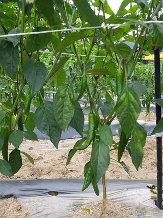 이병찬님의 고추 · 영농일지 작성글 사진