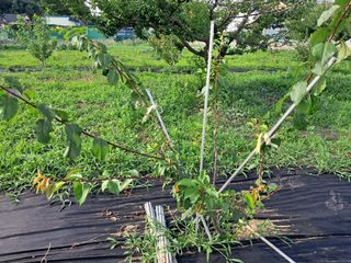 살구장수님의 자두 · 병해충상담 작성글 사진