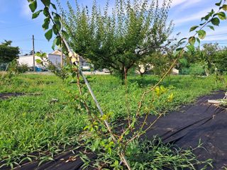 살구장수님의 자두 · 병해충상담 작성글 사진