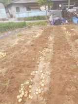 팜모닝 감자·영농일지 게시글 이미지