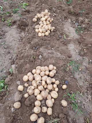 이병찬님의 감자 · 영농일지 작성글 사진