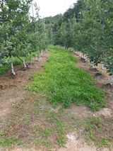 팜모닝 사과·제초 게시글 이미지