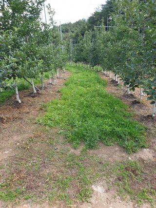 의성,군위 나상덕님의 사과 · 제초 작성글 사진
