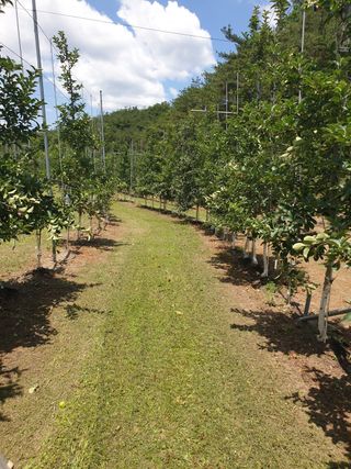 의성,군위 나상덕님의 사과 · 제초 작성글 사진