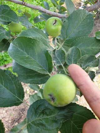 의성,군위 나상덕님의 사과 · 제초 작성글 사진