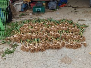 김미경님의 마늘 · 품종•종자 작성글 사진