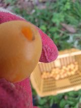 팜모닝 벼·영농일지 게시글 이미지