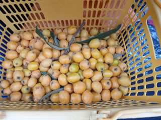 유자황칠님의 벼 · 영농일지 작성글 사진