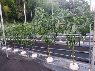 김윤철님의 고추 · 일상 작성글 사진