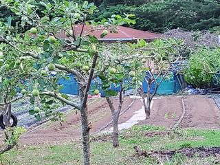 김윤철님의 고추 · 일상 작성글 사진