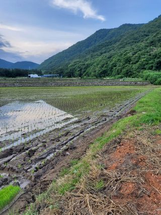 김윤철님의 고추 · 일상 작성글 사진