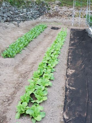 김윤철님의 고추 · 일상 작성글 사진