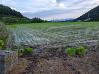 김윤철님의 고추 · 일상 작성글 사진