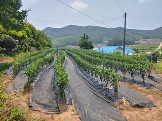 미래6190님의 고추 · 일상 작성글 사진