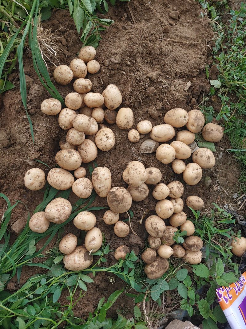 이창규님의 장터 판매 상품 [수미감자 10kg(2024년 상품 준비중입니다)] 첨부 사진