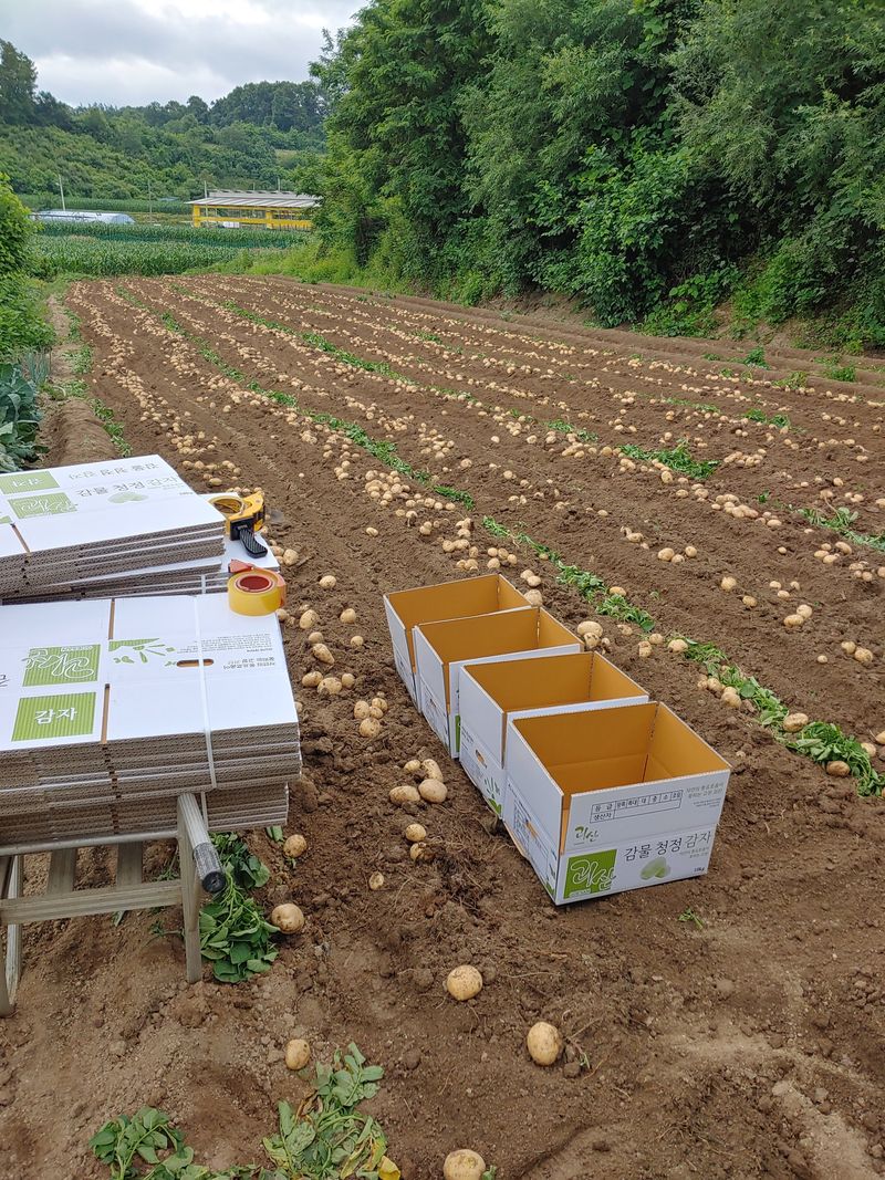 이창규님의 장터 판매 상품 [수미감자 10kg(2024년 상품 준비중입니다)] 첨부 사진