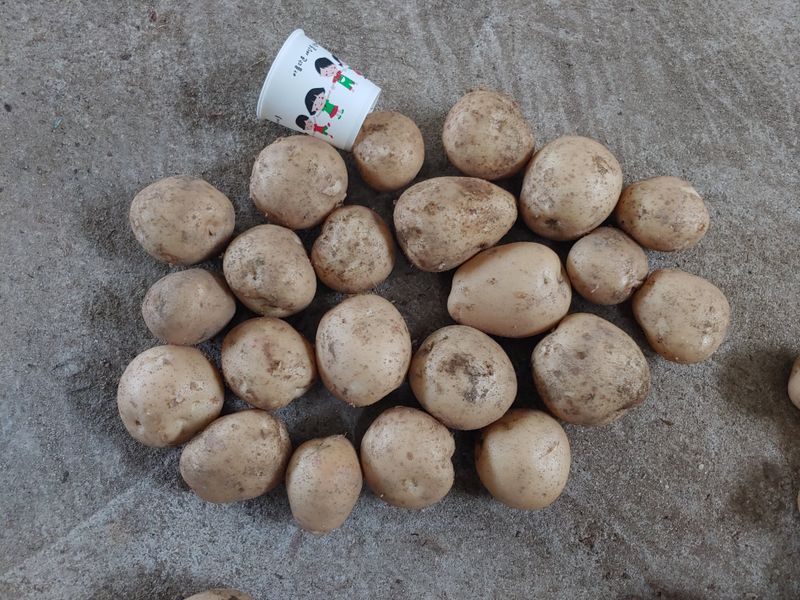 이창규님의 장터 판매 상품 [수미감자 10kg(2024년 상품 준비중입니다)] 첨부 사진